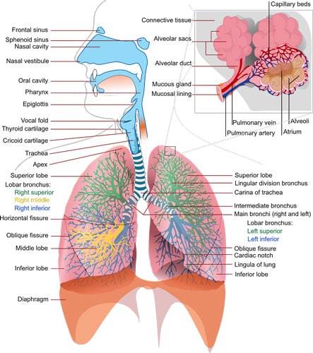 Breathing Techniques to Boost Your Cardio Stamina | Fitness-Equipment ...